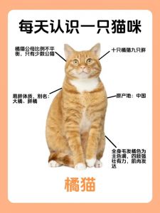 新手养橘猫，3-6个月认主，科学喂养防肥胖（小橘猫养多久才认主人）