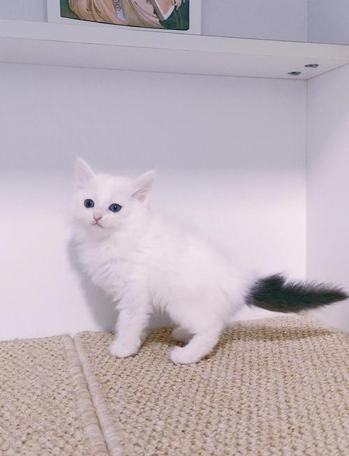 是波斯猫还是山东狮子猫?(叶澜养的白猫叫什么) 是波斯猫还是山东狮子猫?(叶澜养的白猫叫什么)