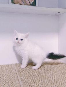 是波斯猫还是山东狮子猫？（叶澜养的白猫叫什么）