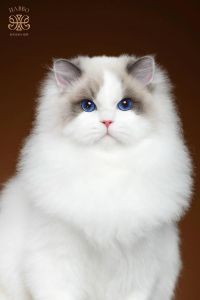 选CFA顶级猫舍，健康纯种布偶猫！（国际十大顶级布偶猫舍）