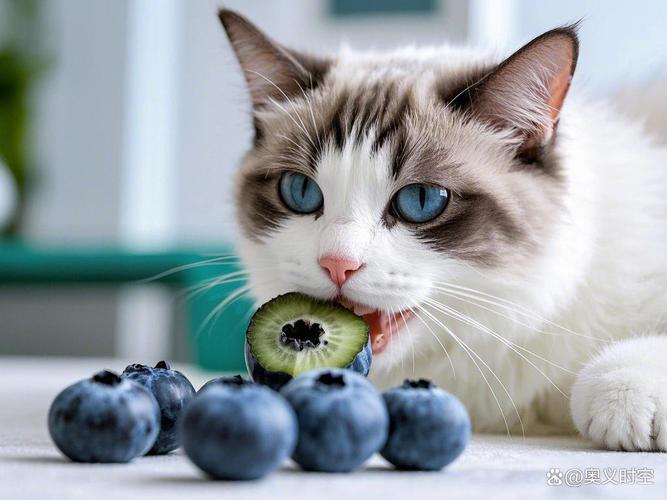 猫咪能吃香瓜苹果香蕉 补维生素零食要适量(猫咪喜欢吃什么水果) 猫咪能吃香瓜苹果香蕉 补维生素零食要适量(猫咪喜欢吃什么水果)