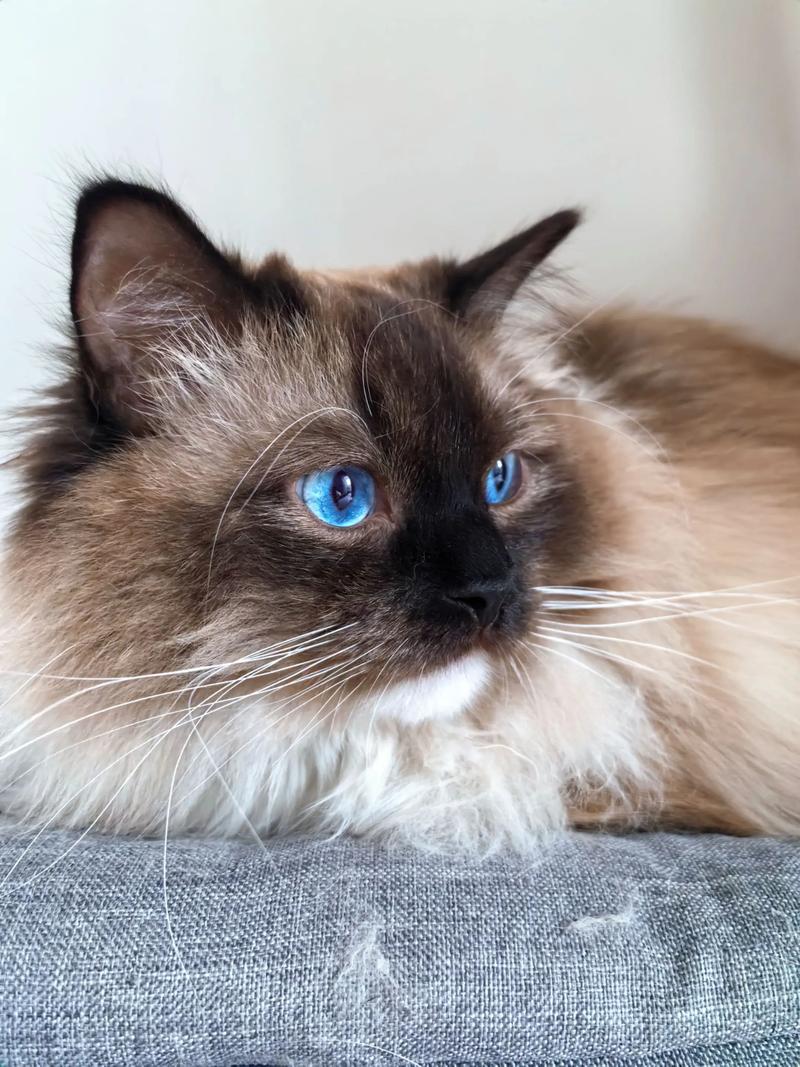 烟头烫伤布偶猫 红色创面痛心 体癣传染瘙痒需治疗（布偶猫身上有色块的图）