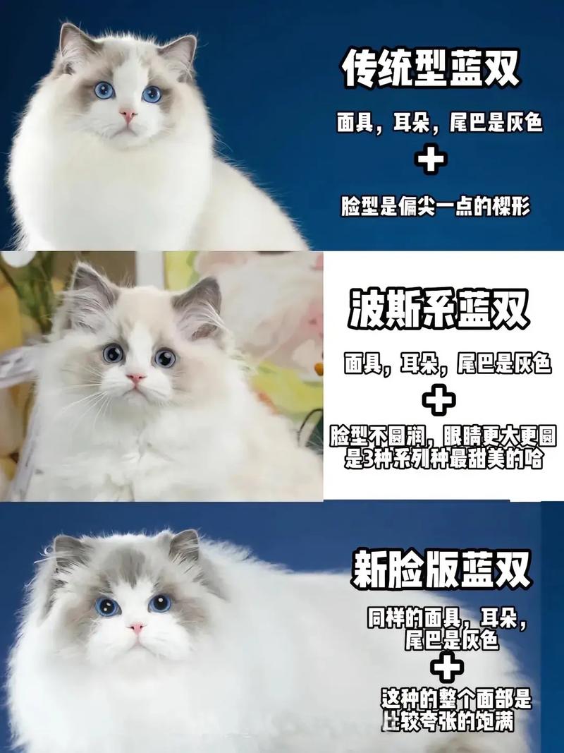花色血统地域影响,赛级超2万(正常一只布偶猫多少钱) 花色血统地域影响,赛级超2万(正常一只布偶猫多少钱)