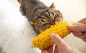 玉米可偶尔喂猫，蛋黄胡萝卜也不错（猫能吃玉米吗蒸熟的）