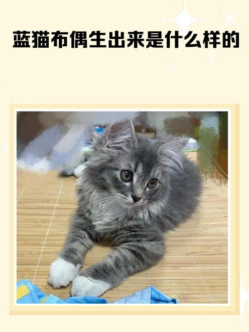 蓝布偶后代基因复杂难预测,养护需关注健康(蓝猫和布偶能生出啥样的) 蓝布偶后代基因复杂难预测,养护需关注健康(蓝猫和布偶能生出啥样的)