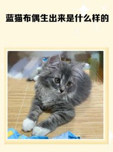 蓝布偶后代基因复杂难预测，养护需关注健康（蓝猫和布偶能生出啥样的）