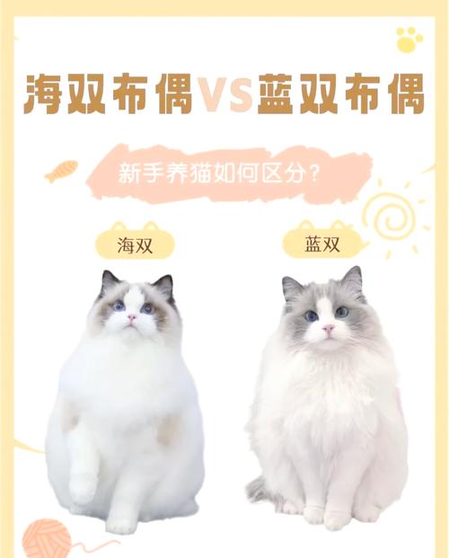 谁更美?看气质选猫咪(布偶猫蓝双和海双哪个好看) 谁更美?看气质选猫咪(布偶猫蓝双和海双哪个好看)