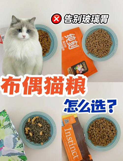 娇弱布偶肠胃需关照,益生菌粮护健康(两个月的布偶猫选什么猫粮) 娇弱布偶肠胃需关照,益生菌粮护健康(两个月的布偶猫选什么猫粮)