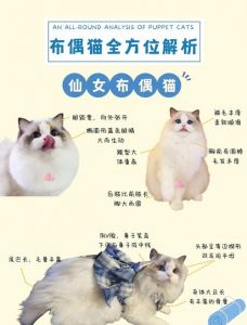 布偶猫怕冷怕热，四季保暖防暑要注意（布偶猫猫咪最高能忍受多少度）