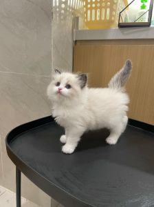 新手养布偶猫要注意保暖喂食打疫苗（两个多月的布偶猫好养活吗）
