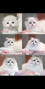 布偶猫幼时花色变化与成长特点（布偶幼猫多大能看出花色）