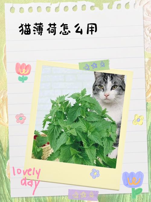 猫薄荷用对招,猫咪乐翻天!(猫薄荷的正确使用方法) 猫薄荷用对招,猫咪乐翻天!(猫薄荷的正确使用方法)
