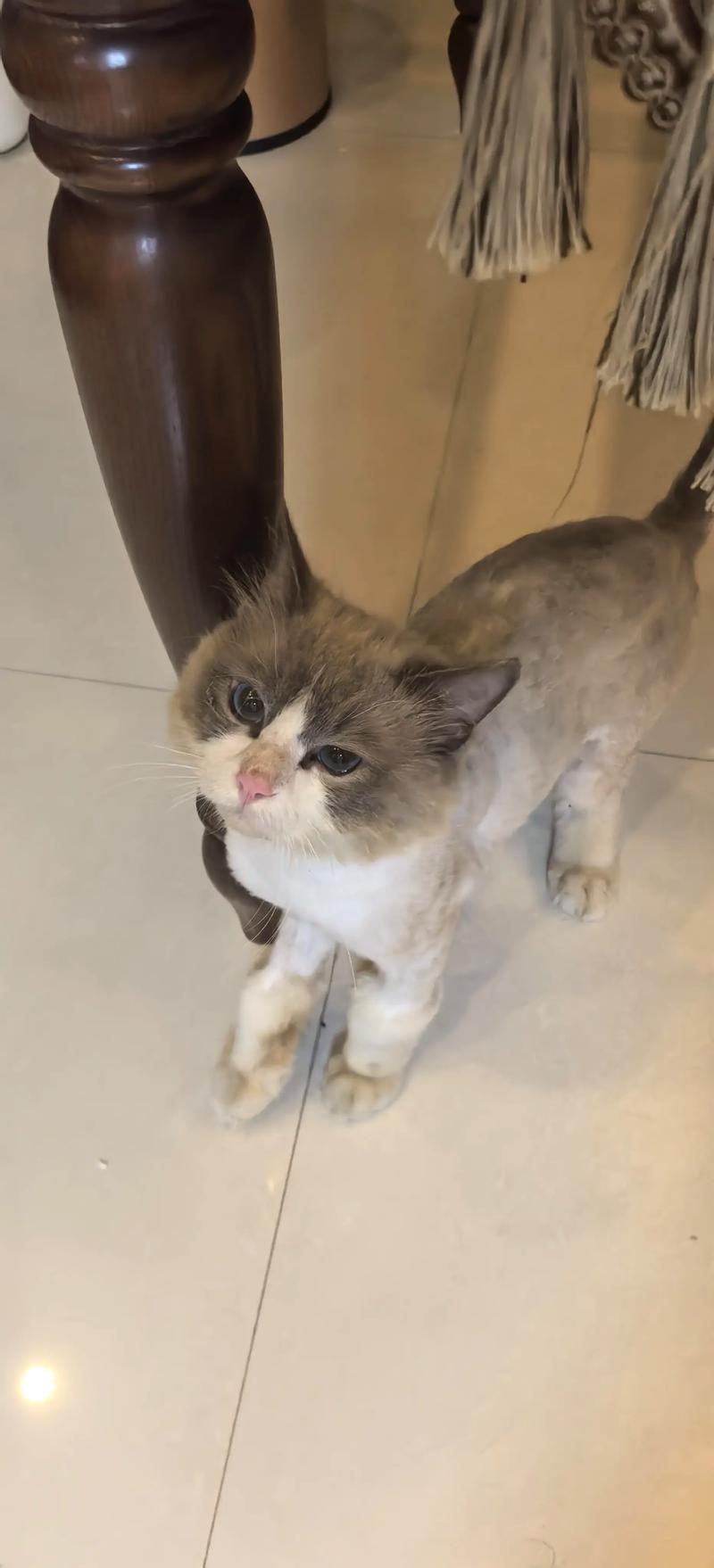 布偶猫剪毛更清爽,但养它需勤梳毛大空间(布偶猫剪完毛什么样) 布偶猫剪毛更清爽,但养它需勤梳毛大空间(布偶猫剪完毛什么样)