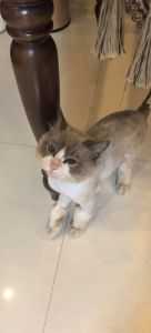 布偶猫剪毛更清爽，但养它需勤梳毛大空间（布偶猫剪完毛什么样）