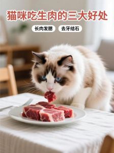 猫咪爱生肉，但风险高，选对替代品更安全（猫咪吃生肉有什么坏处）