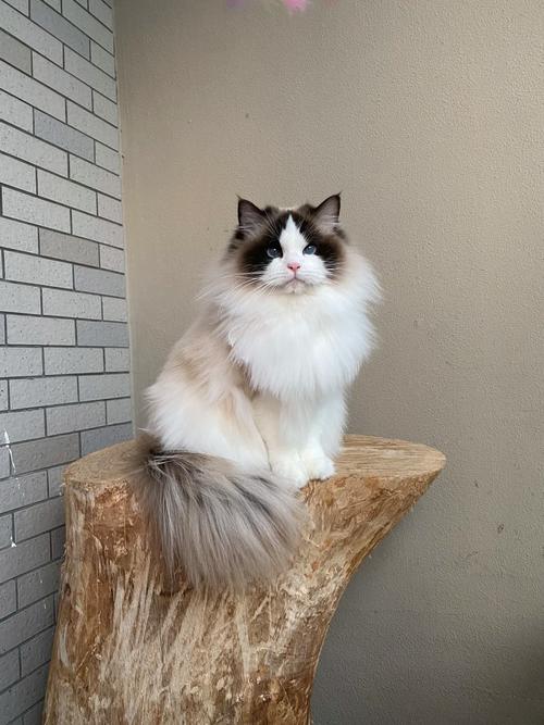 烟头烫伤布偶猫 红色创面痛心 体癣传染瘙痒需治疗（布偶猫身上有色块的图）