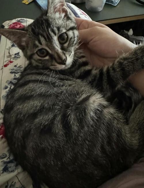 红薯适量好,煮熟控量喂(三个月大的小猫可以吃红薯吗) 红薯适量好,煮熟控量喂(三个月大的小猫可以吃红薯吗)