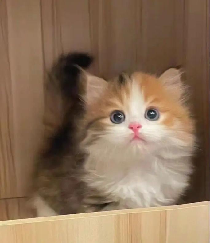 温顺可爱,价格亲民(布偶三花猫图片) 温顺可爱,价格亲民(布偶三花猫图片)