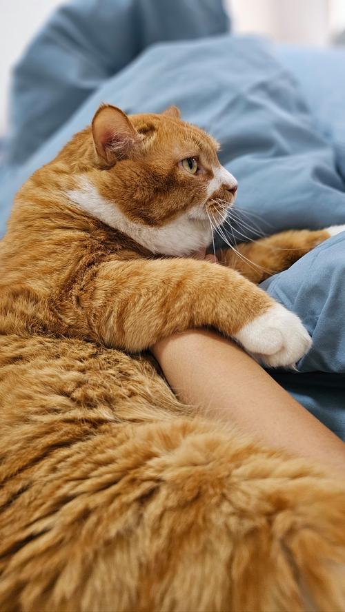 猫咪性格需求不同,选对更合适你!(什么猫最好养又粘人听话) 猫咪性格需求不同,选对更合适你!(什么猫最好养又粘人听话)