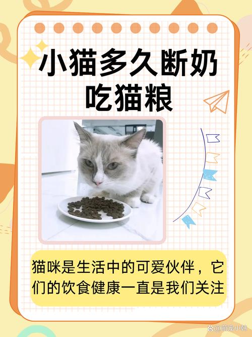 科学喂养猫咪,分龄调整饮食更健康(猫一天只喂一顿可以吗) 科学喂养猫咪,分龄调整饮食更健康(猫一天只喂一顿可以吗)