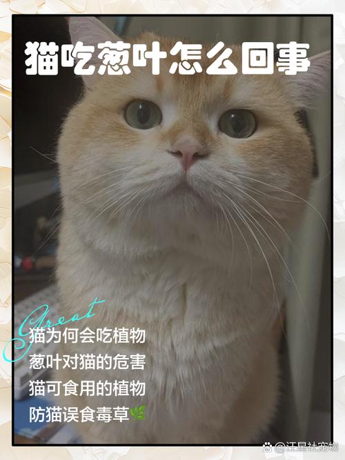 葱对猫有毒，误食要警惕，科学喂养保健康（猫吃了炒熟葱有没有问题）