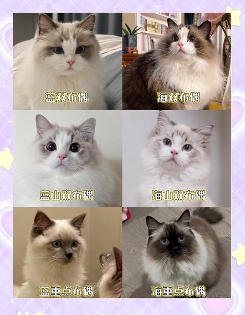 友善亲人，家庭好伴侣（布偶猫属于什么品种）