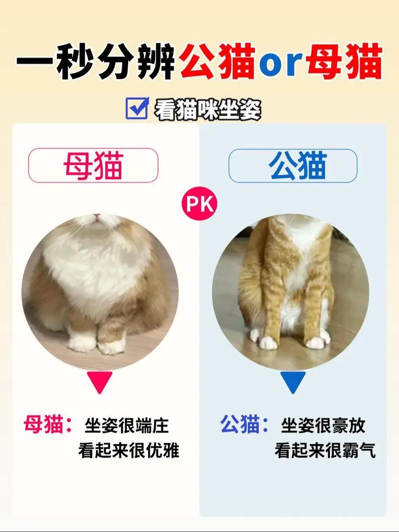 公猫季节发情怎么办?(公猫一般一年闹几次春) 公猫季节发情怎么办?(公猫一般一年闹几次春)