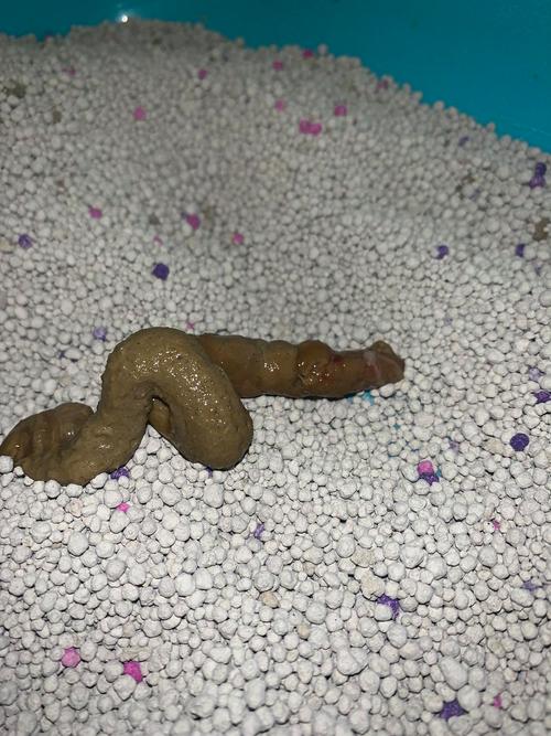 猫咪便血不消停?快查查!(猫咪软便带血但很活泼) 猫咪便血不消停?快查查!(猫咪软便带血但很活泼)