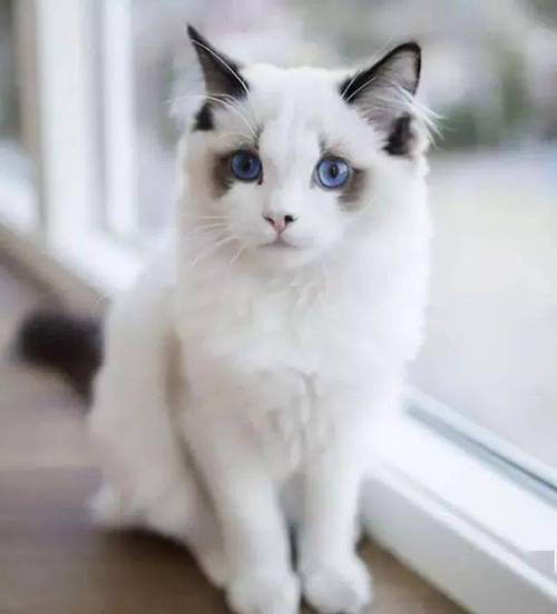 暹罗布偶挪威孟加拉(世界上十大最漂亮的猫排名) 暹罗布偶挪威孟加拉(世界上十大最漂亮的猫排名)
