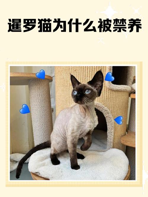 暹罗猫不活泼?爱它多陪玩!(暹罗猫不活泼是为啥) 暹罗猫不活泼?爱它多陪玩!(暹罗猫不活泼是为啥)