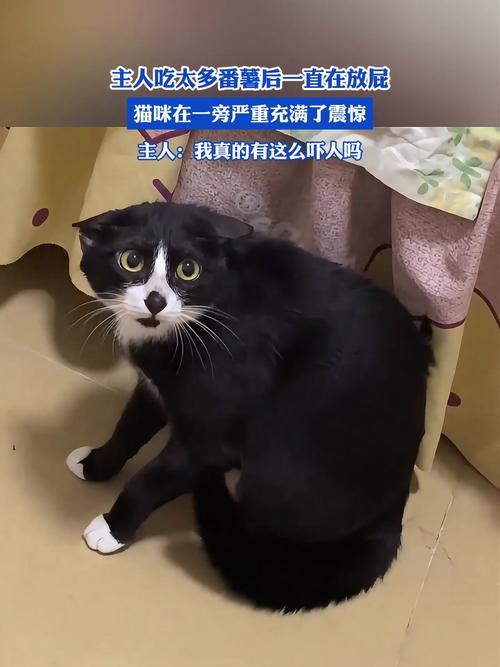 红薯伤猫肠胃,禁食主食,零食宜少(猫红薯吃多了会怎么样) 红薯伤猫肠胃,禁食主食,零食宜少(猫红薯吃多了会怎么样)