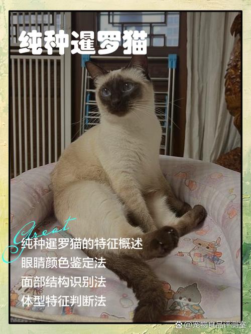 暹罗猫选公母?看喜好,公猫温顺价优(暹罗猫公母哪个更好养) 暹罗猫选公母?看喜好,公猫温顺价优(暹罗猫公母哪个更好养)