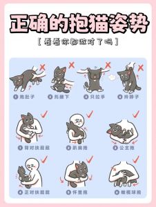 选猫砂盆猫粮，细心照料更幸福（怎么养猫的方法大全）
