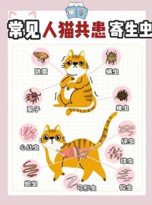 物理阻隔与气味驱避（家里有野猫怎么把它赶走）