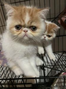 加菲猫价格2000-8000元，受年龄体型血统影响（加菲猫公的贵还是母的贵）