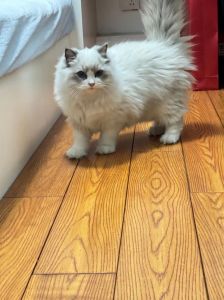 新手养猫选布偶？性格好但有要求（布偶猫对新手来说好养么）