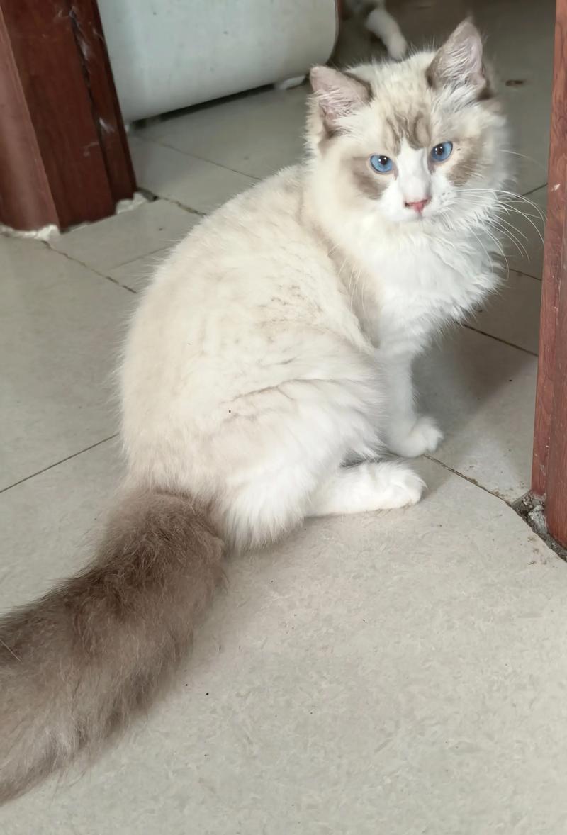 布偶猫四个月正常体重及健康护理(4个月布偶猫正常体重) 布偶猫四个月正常体重及健康护理(4个月布偶猫正常体重)