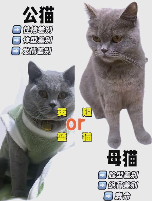 选猫看什么?(种猫到底跟普通有什么区别) 选猫看什么?(种猫到底跟普通有什么区别)