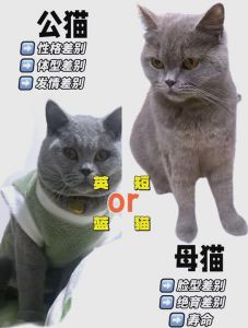 选猫看什么？（种猫到底跟普通有什么区别）