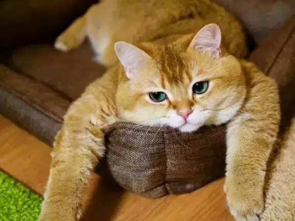 橘猫进家招财进宝(橘猫入宅必有一祸是吗) 橘猫进家招财进宝(橘猫入宅必有一祸是吗)