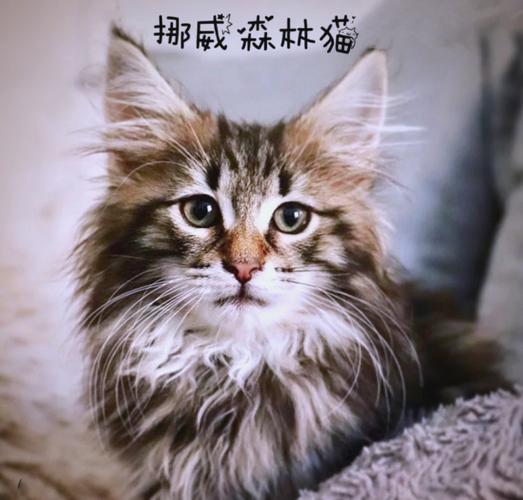 外貌性格大不同（挪威森林猫和缅因猫哪个好）