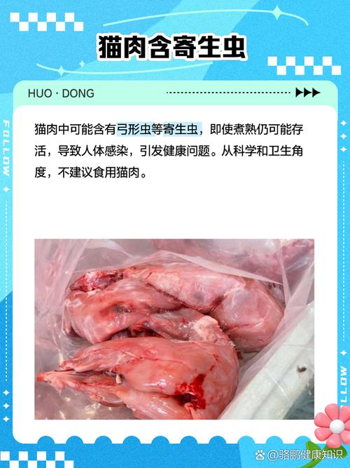 猫肉能吃吗?健康伦理风险大(吃猫肉对身体好吗) 猫肉能吃吗?健康伦理风险大(吃猫肉对身体好吗)