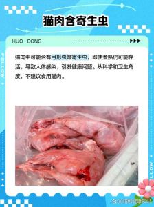 猫肉能吃吗？健康伦理风险大（吃猫肉对身体好吗）
