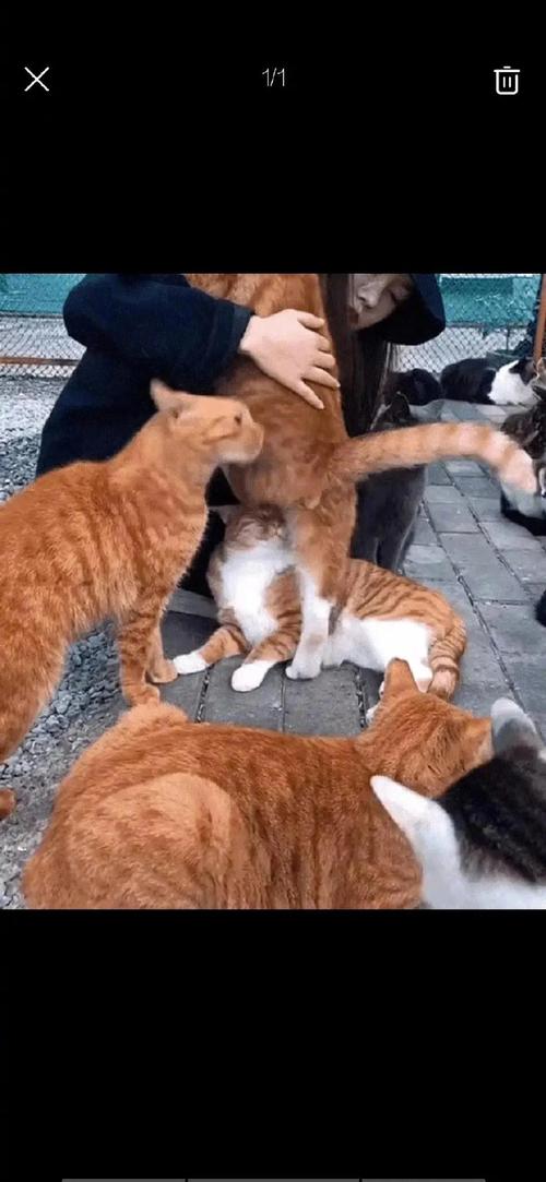 别喂猫糖果巧克力,人类食物有风险(人和猫共吃一块糖有没有问题) 别喂猫糖果巧克力,人类食物有风险(人和猫共吃一块糖有没有问题)