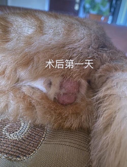 戴圈涂药,7-10天愈合(猫绝育要多久恢复) 戴圈涂药,7-10天愈合(猫绝育要多久恢复)