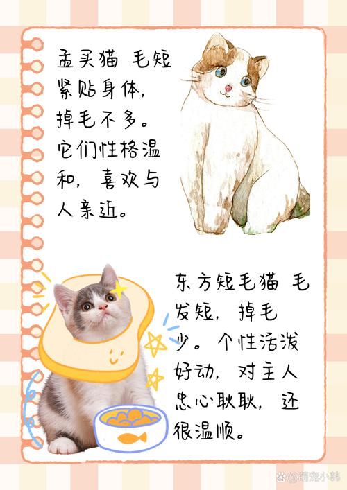 无毛猫不掉毛,其他猫咪掉毛少且温顺(哪一种猫掉毛最少) 无毛猫不掉毛,其他猫咪掉毛少且温顺(哪一种猫掉毛最少)