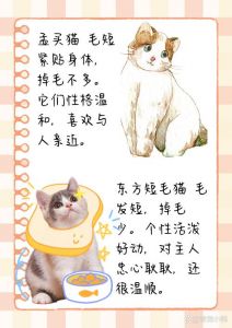 无毛猫不掉毛，其他猫咪掉毛少且温顺（哪一种猫掉毛最少）