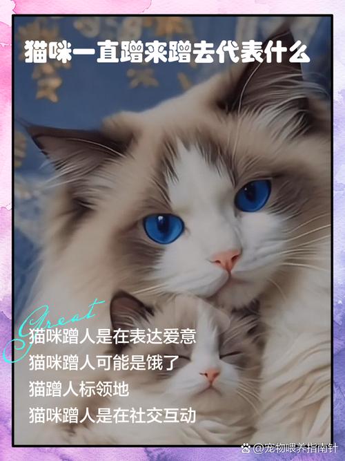 猫咪叫唤蹭人怎么办？（猫一直叫还蹭来蹭去的是什么原因）