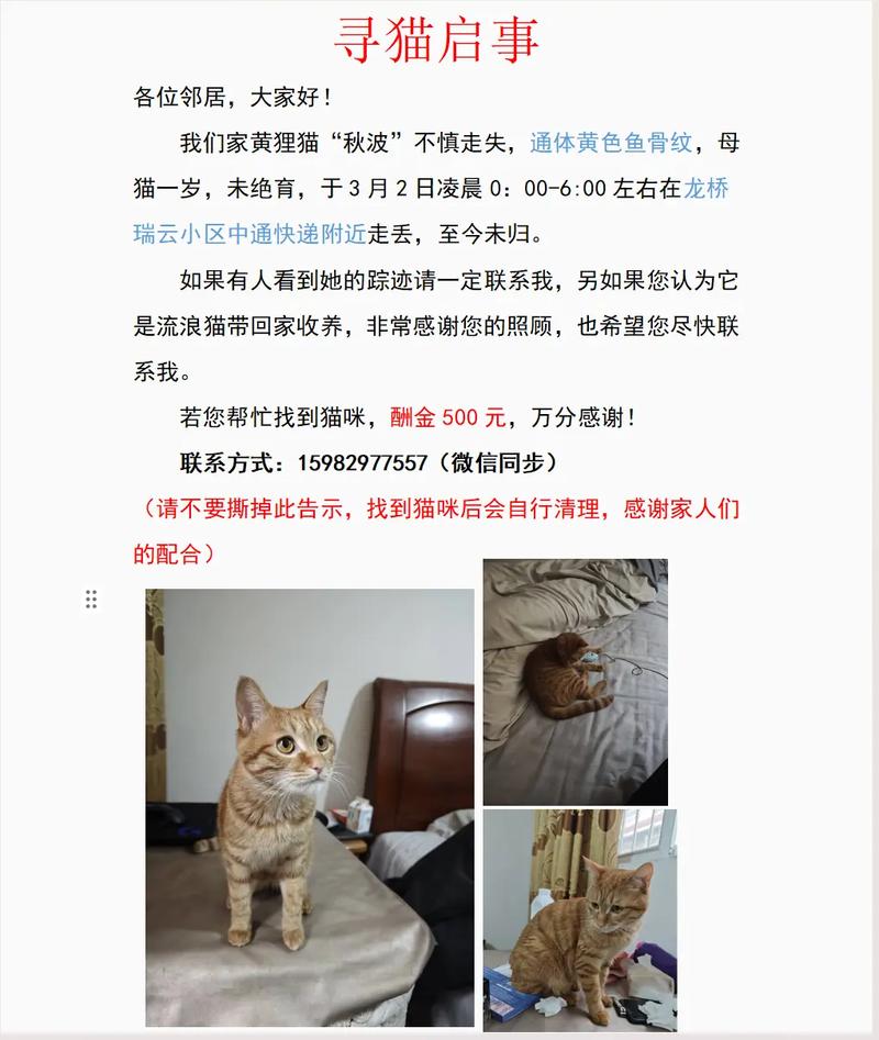 猫咪在家叫,人回就不叫,可能是分离焦虑或发情期(家里的猫一直叫但是人在身边又好了) 猫咪在家叫,人回就不叫,可能是分离焦虑或发情期(家里的猫一直叫但是人在身边又好了)