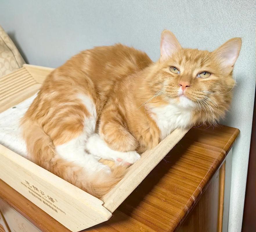橘猫布偶猫梳毛串串显亲密,颜值高性格好,玩具有助社交(布偶串橘猫长什么样) 橘猫布偶猫梳毛串串显亲密,颜值高性格好,玩具有助社交(布偶串橘猫长什么样)